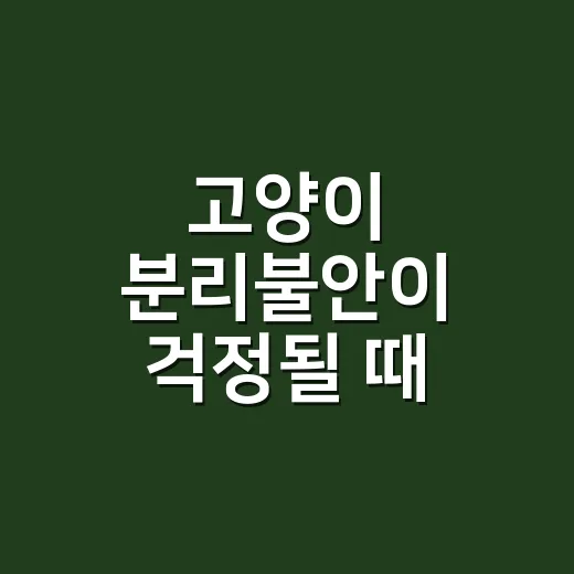 고양이 분리불안이 걱정될 때 적응시키는 방법 - 요약