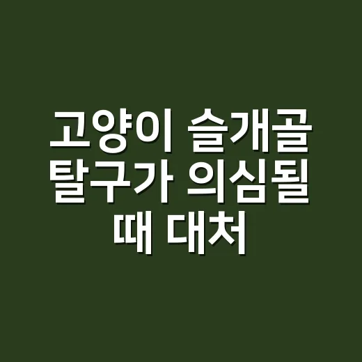 고양이 슬개골 탈구가 의심될 때 대처하는 방법 - 요약