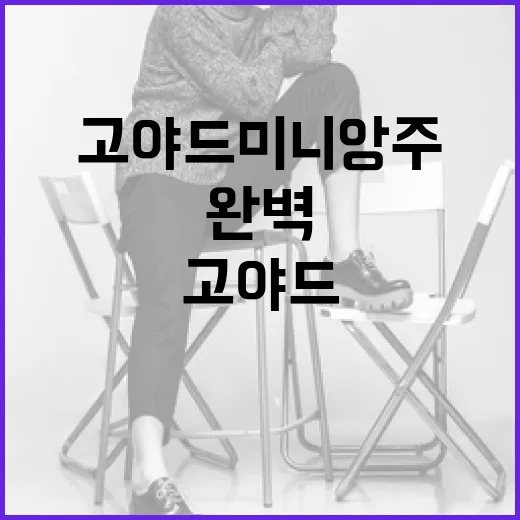 고야드 미니앙주를 완벽하게 활용하는 방법 - 요약