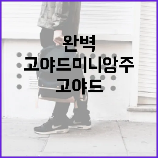 고야드 미니앙주를 완벽하게 활용하는 방법 - 요약