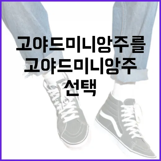 고야드 미니앙주를 선택하는 방법 - 요약