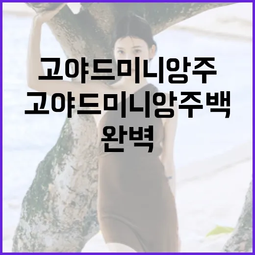 고야드 미니앙주 백을 완벽하게 스타일링하는 방법 - 요약
