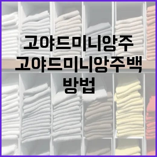 고야드 미니앙주 백을 스타일링하는 방법 - 요약