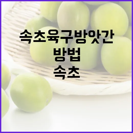 속초 육구방앗간 가려면 이렇게 확인하고 움직이는 방법 - 요약