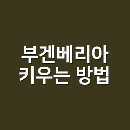 부겐베리아 키우는 방법, 꽃 오래 보려면 이렇게 관리하세요 - 요약