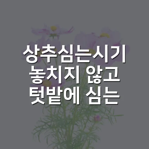 상추심는시기 놓치지 않고 텃밭에 심는 방법 - 요약