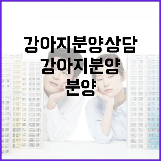 경매만 보던 제가 강아지분양 상담을 직접 받아봤더니 보인 것들 - 요약