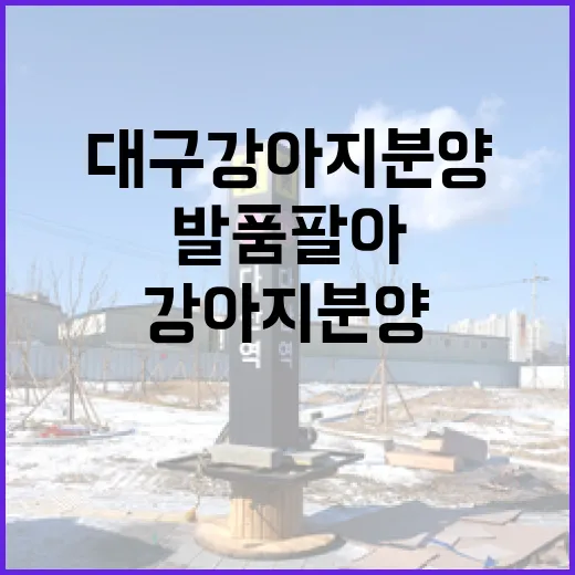 대구강아지분양 직접 발품 팔아봤더니, 예쁜 사진보다 먼저 봐야 할 것들 - 요약