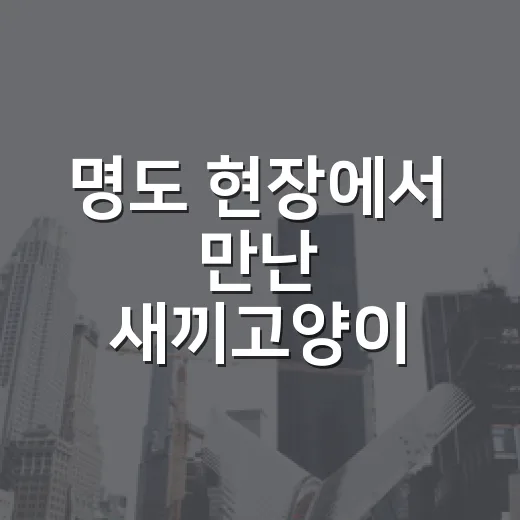명도 현장에서 만난 새끼고양이, 고양이무료분양 직접 알아봤더니 - 요약