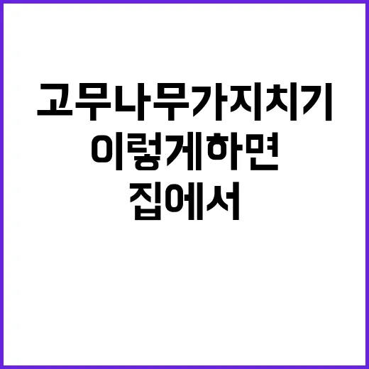 고무나무 가지치기, 이렇게 하면 집에서도 쉽게! - 요약