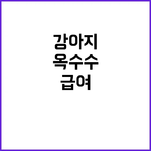 강아지에게 옥수수를 급여하는 방법과 주의사항 - 요약