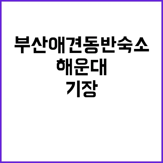 부산 애견동반 숙소 고르는 방법, 해운대부터 기장까지 실패 줄이려면 이렇게 - 요약