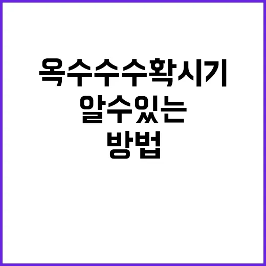 옥수수 수확시기 맞추는 방법, 초보자도 알 수 있는 확인 포인트 - 요약