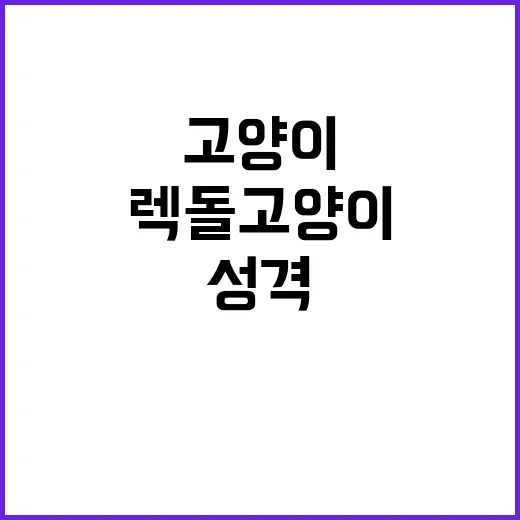 렉돌고양이 키우려면 이렇게 준비하세요: 성격, 비용, 집 환경 체크법 - 요약