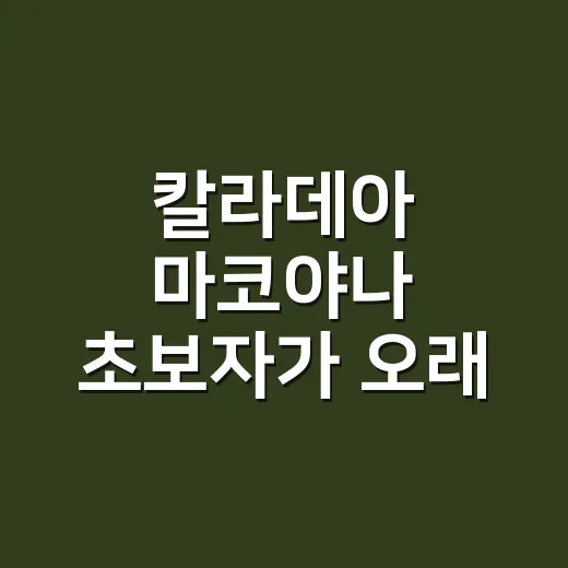 칼라데아 마코야나 초보자가 오래 키우는 방법 - 요약
