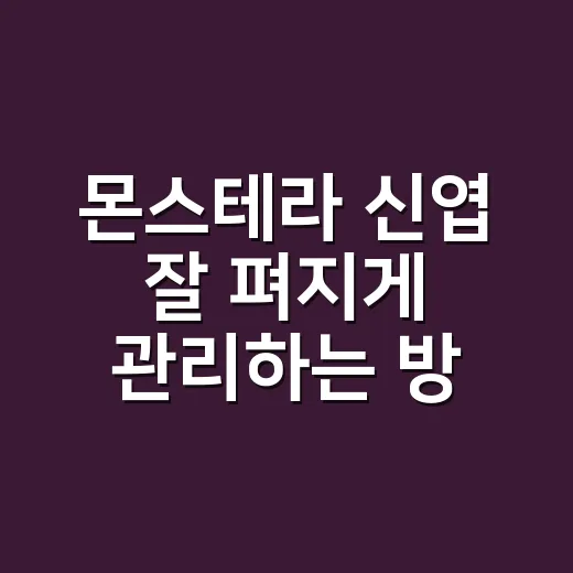 몬스테라 신엽 잘 펴지게 관리하는 방법, 물·빛·습도 기준 잡기 - 요약
