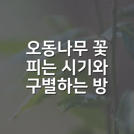오동나무 꽃 피는 시기와 구별하는 방법 - 요약