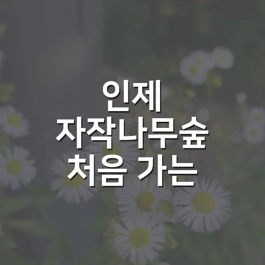 인제 자작나무숲 처음 가는 사람을 위한 계절별 여행 방법 - 요약