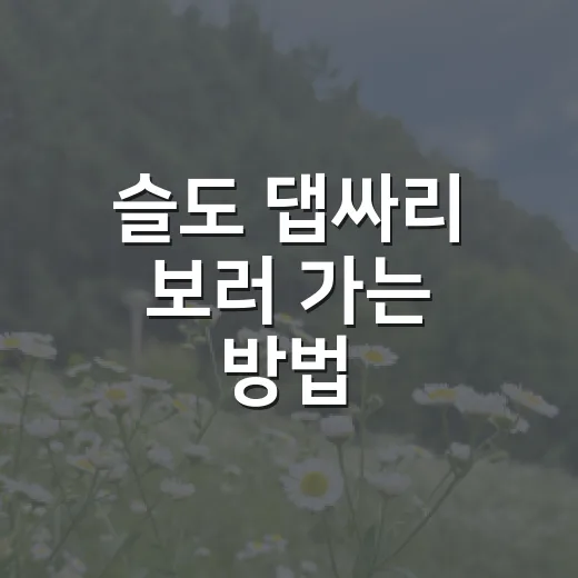 슬도 댑싸리 보러 가는 방법: 주차, 시기, 사진 동선까지 - 요약