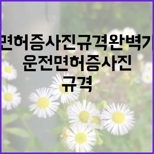운전면허증 사진 규격 완벽 가이드: 준비부터 제출까지 - 요약