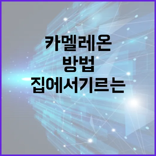 멧챠 카멜레온을 집에서 기르는 방법 - 요약