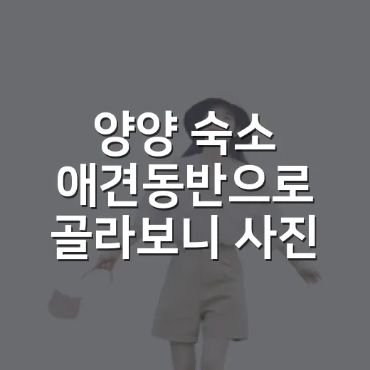 양양 숙소 애견동반으로 골라보니 사진보다 중요한 게 있었다 - 요약