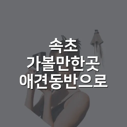 속초 가볼만한곳 애견동반으로 골라보니 산책이 달랐다 - 요약