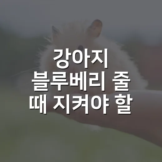 강아지 블루베리 줄 때 지켜야 할 5가지 기준 - 요약