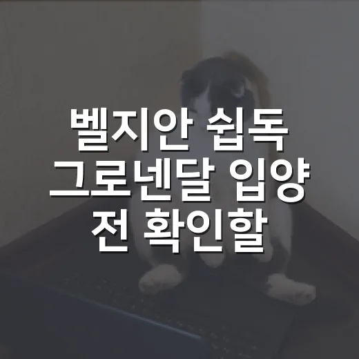 벨지안 쉽독 그로넨달 입양 전 확인할 5가지 - 요약