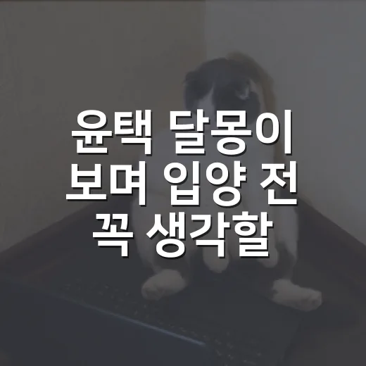윤택 달몽이 보며 입양 전 꼭 생각할 5가지 - 요약