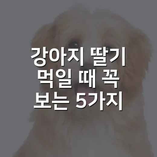 강아지 딸기 먹일 때 꼭 보는 5가지 기준 - 요약