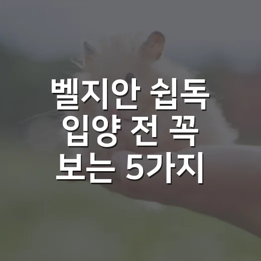 벨지안 쉽독 입양 전 꼭 보는 5가지 체크포인트 - 요약