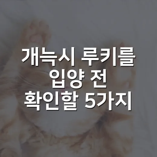 개늑시 루키를 입양 전 확인할 5가지 책임 - 요약