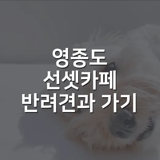 영종도 선셋카페 반려견과 가기 전 체크할 5가지 - 요약