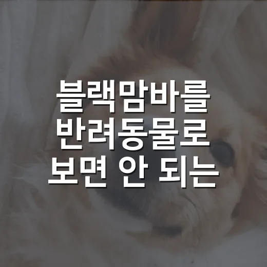 블랙맘바를 반려동물로 보면 안 되는 5가지 이유 - 요약
