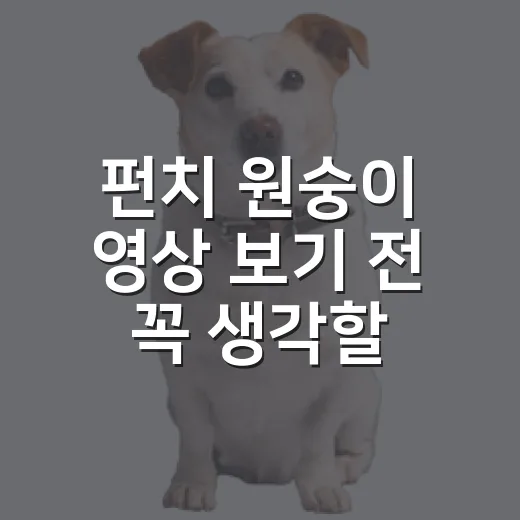 펀치 원숭이 영상 보기 전 꼭 생각할 5가지 - 요약