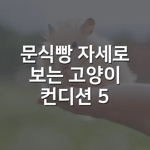 문식빵 자세로 보는 고양이 컨디션 5가지 신호 - 요약