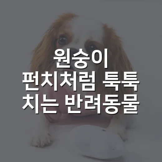 원숭이 펀치처럼 툭툭 치는 반려동물 행동, 보호자가 볼 5가지 신호 - 요약