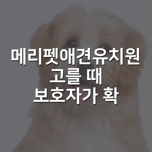 메리펫애견유치원 고를 때 보호자가 확인할 5가지 기준 - 요약