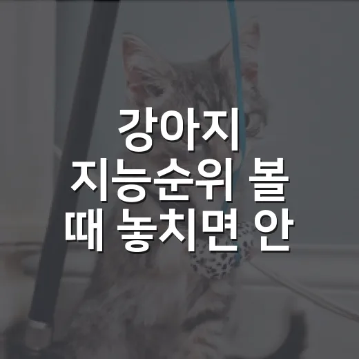 강아지 지능순위 볼 때 놓치면 안 되는 5가지 기준 - 요약