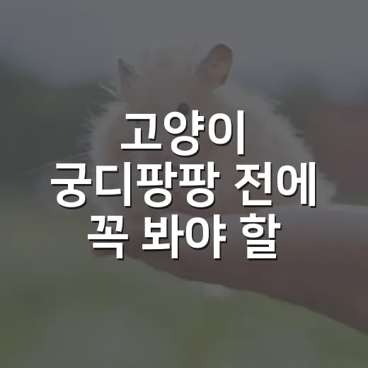 고양이 궁디팡팡 전에 꼭 봐야 할 5가지 신호 - 요약