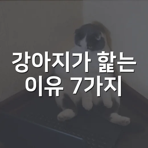 강아지가 핥는 이유 7가지, 그냥 애교로 넘기면 안 되는 신호 - 요약