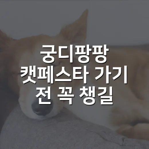 궁디팡팡 캣페스타 가기 전 꼭 챙길 5가지 기준 - 요약
