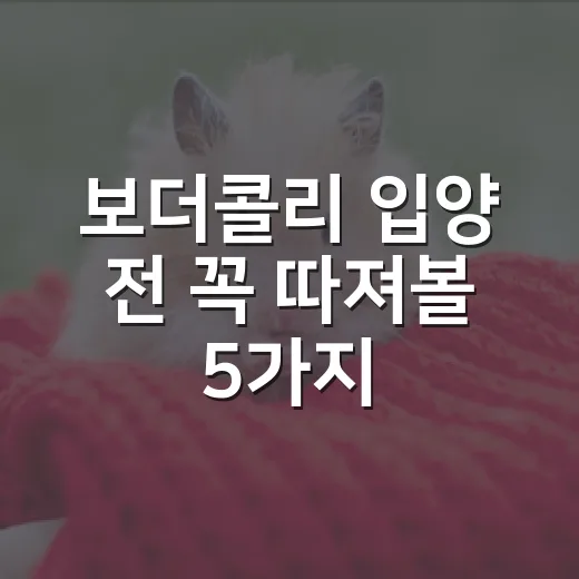 보더콜리 입양 전 꼭 따져볼 5가지 현실 - 요약