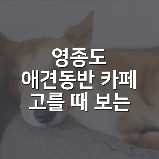 영종도 애견동반 카페 고를 때 보는 5가지 기준 - 요약