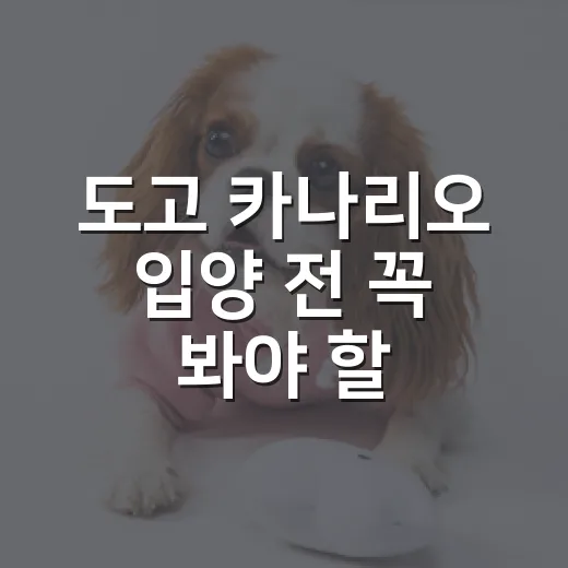 도고 카나리오 입양 전 꼭 봐야 할 5가지 현실 - 요약