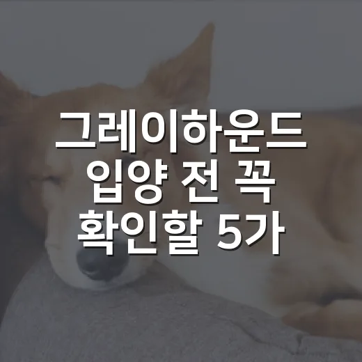 그레이하운드 입양 전 꼭 확인할 5가지 현실 - 요약