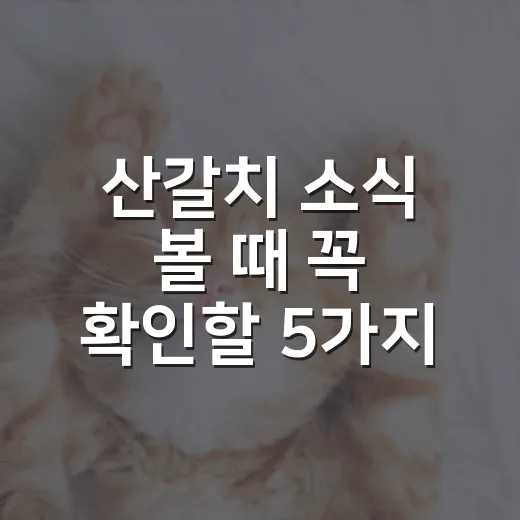 산갈치 소식 볼 때 꼭 확인할 5가지 - 요약