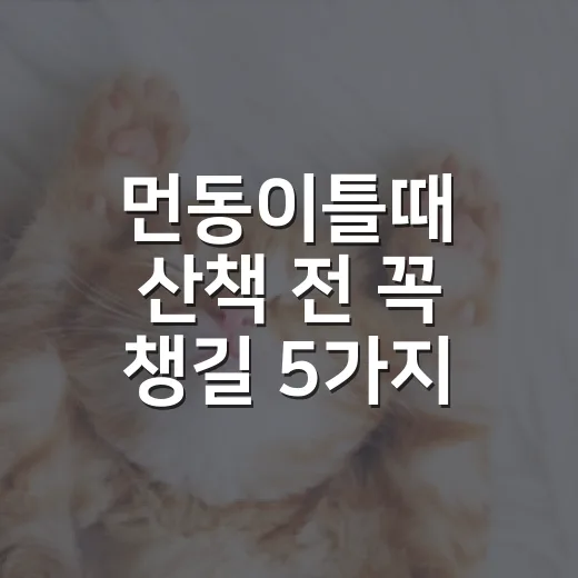 먼동이틀때 산책 전 꼭 챙길 5가지 - 요약