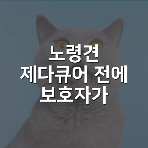 노령견 제다큐어 전에 보호자가 확인할 5가지 - 요약